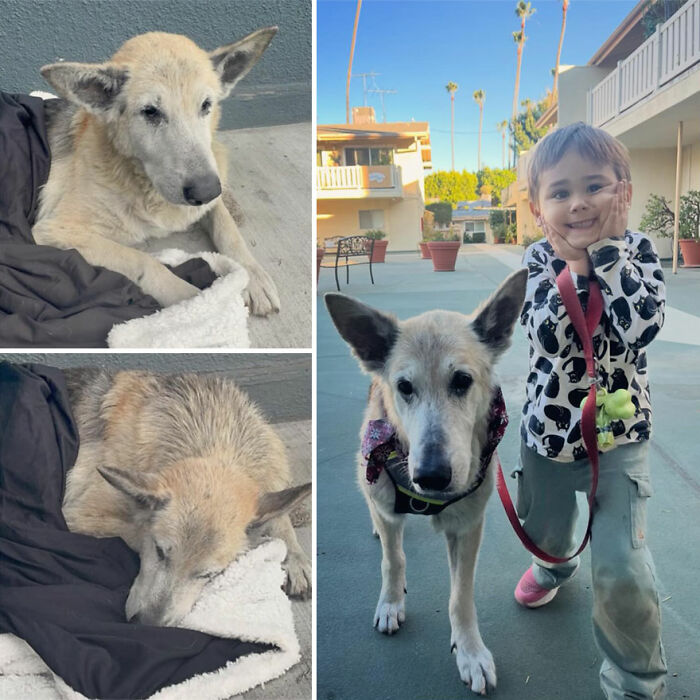 Wait Till You See These Rescue Dogs' Glow-Up Pics!