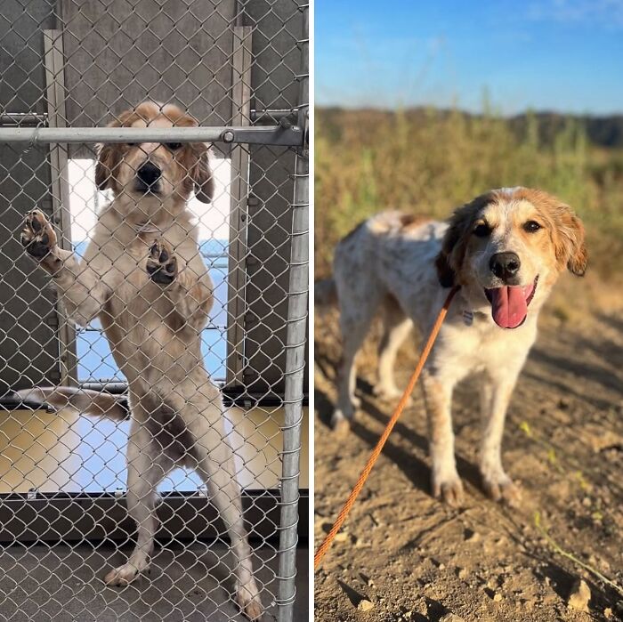 Wait Till You See These Rescue Dogs' Glow-Up Pics!