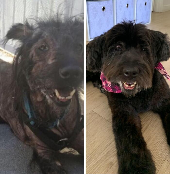 Wait Till You See These Rescue Dogs' Glow-Up Pics!