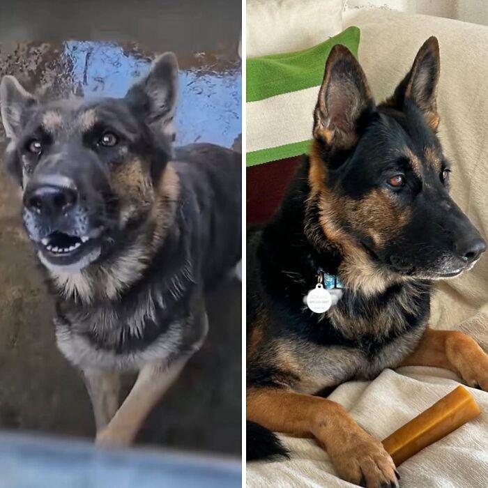 Wait Till You See These Rescue Dogs' Glow-Up Pics!