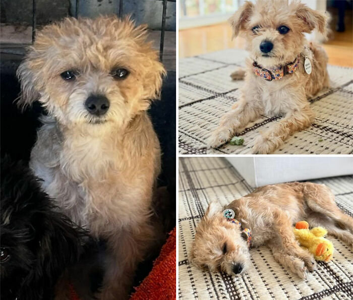 Wait Till You See These Rescue Dogs' Glow-Up Pics!