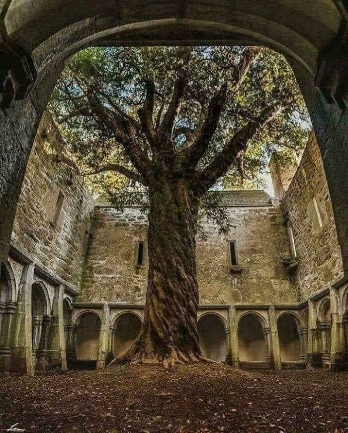 This 400-Year-Old Yew Tree Is Just Chillin’ In An Irish Abbey