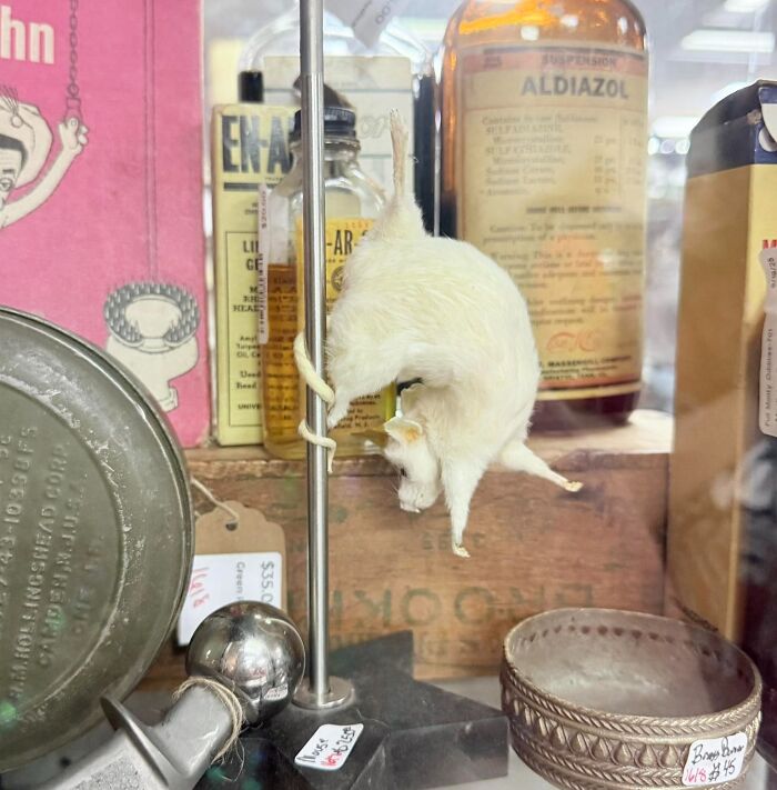 Spotted At An Antique Store Yesterday