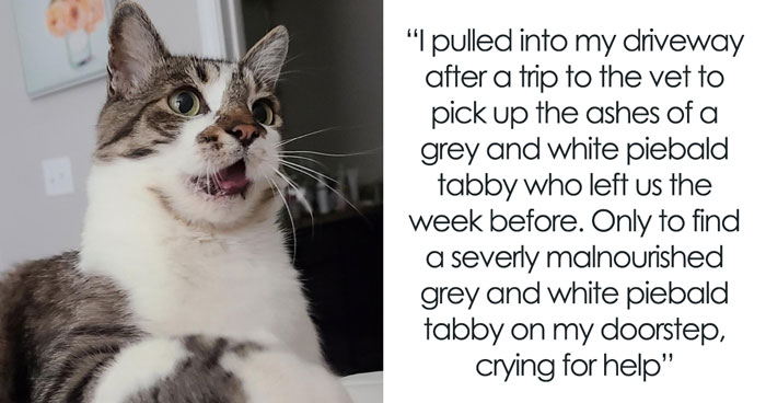 How in the World Did These Cats End Up Here? 30 Wild Stories of Cat ‘Adoptions’