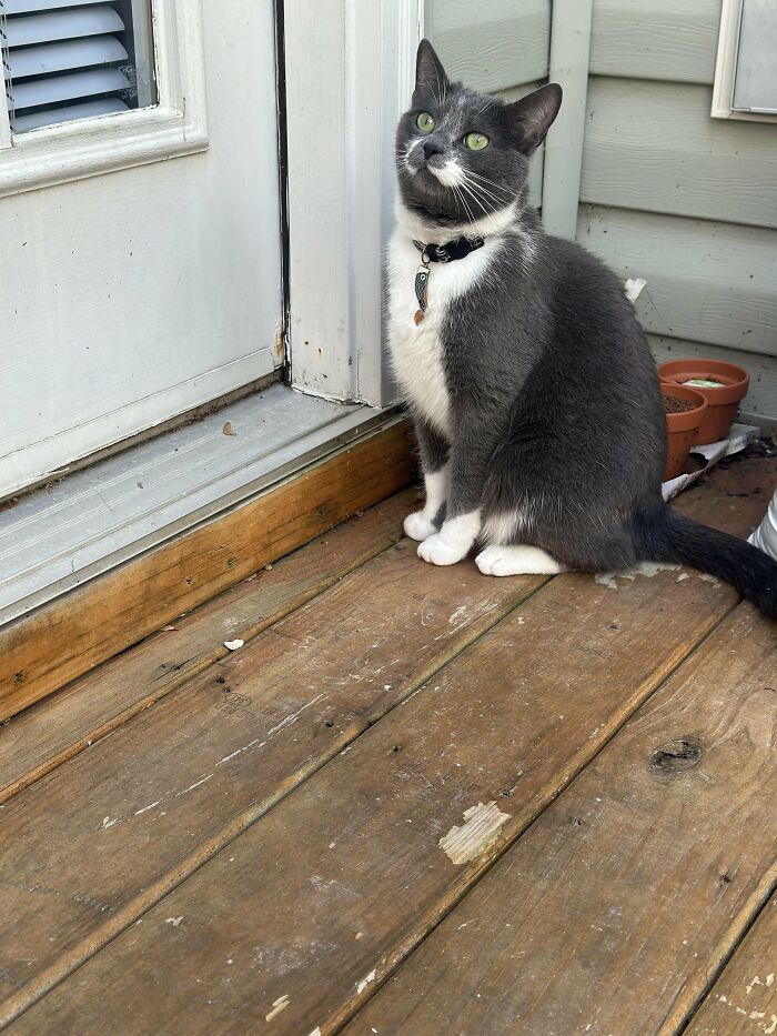 How in the World Did These Cats End Up Here? 30 Wild Stories of Cat ‘Adoptions’