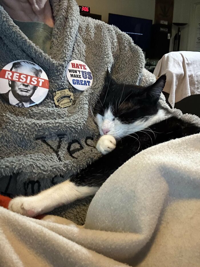 How in the World Did These Cats End Up Here? 30 Wild Stories of Cat ‘Adoptions’