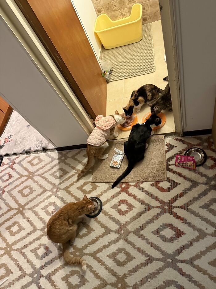 How in the World Did These Cats End Up Here? 30 Wild Stories of Cat ‘Adoptions’