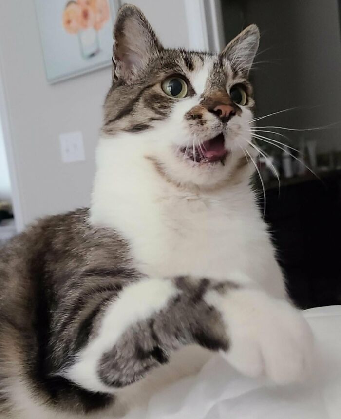 How in the World Did These Cats End Up Here? 30 Wild Stories of Cat ‘Adoptions’