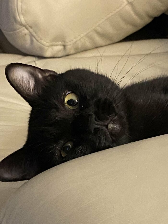 How in the World Did These Cats End Up Here? 30 Wild Stories of Cat ‘Adoptions’