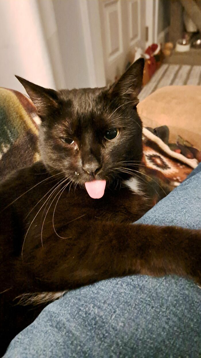 How in the World Did These Cats End Up Here? 30 Wild Stories of Cat ‘Adoptions’