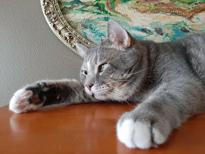 How in the World Did These Cats End Up Here? 30 Wild Stories of Cat ‘Adoptions’