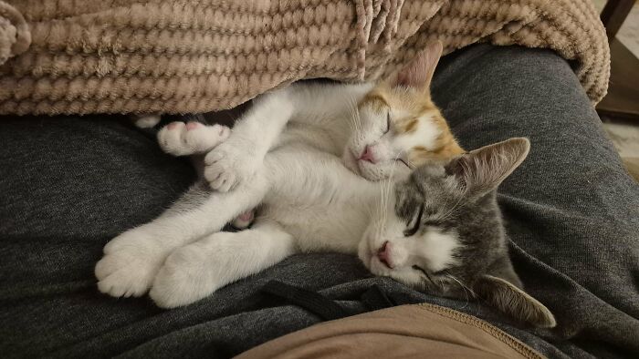 How in the World Did These Cats End Up Here? 30 Wild Stories of Cat ‘Adoptions’