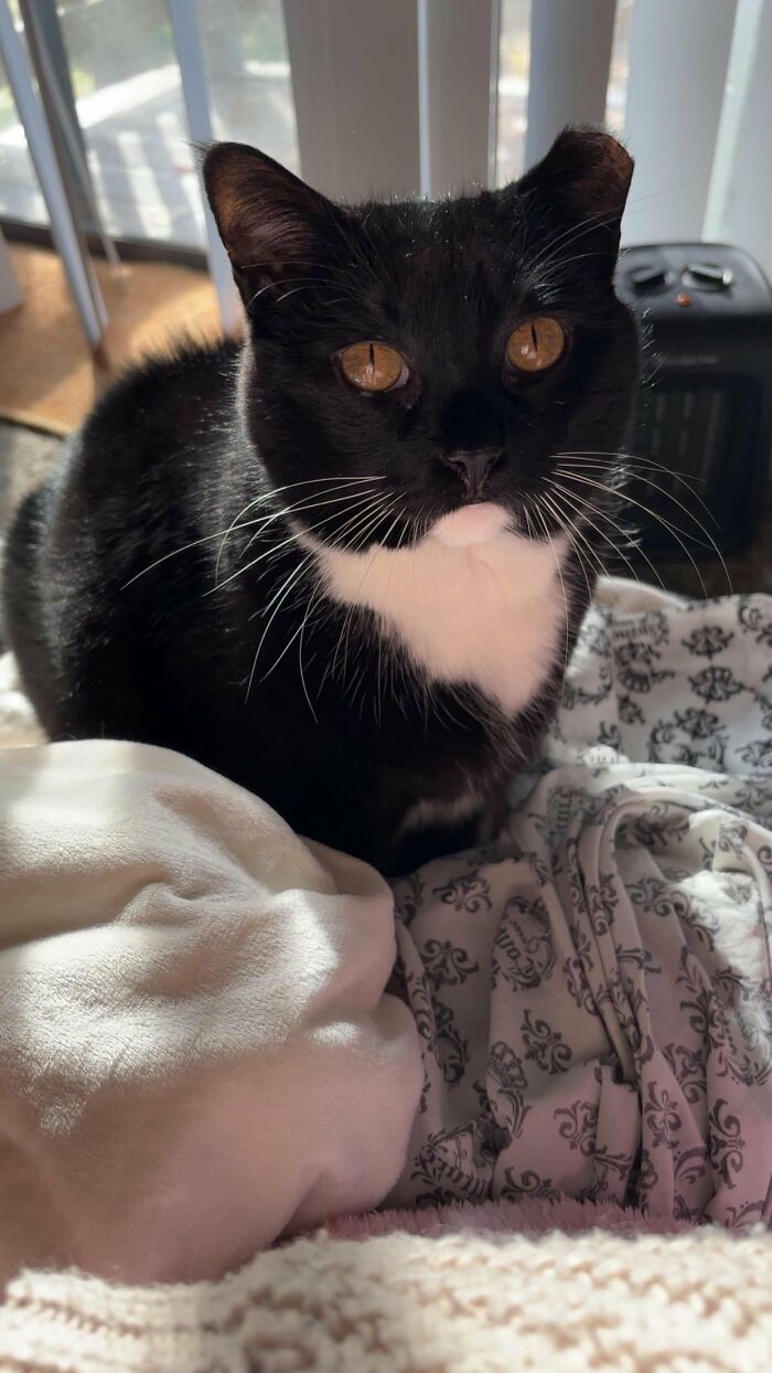 How in the World Did These Cats End Up Here? 30 Wild Stories of Cat ‘Adoptions’