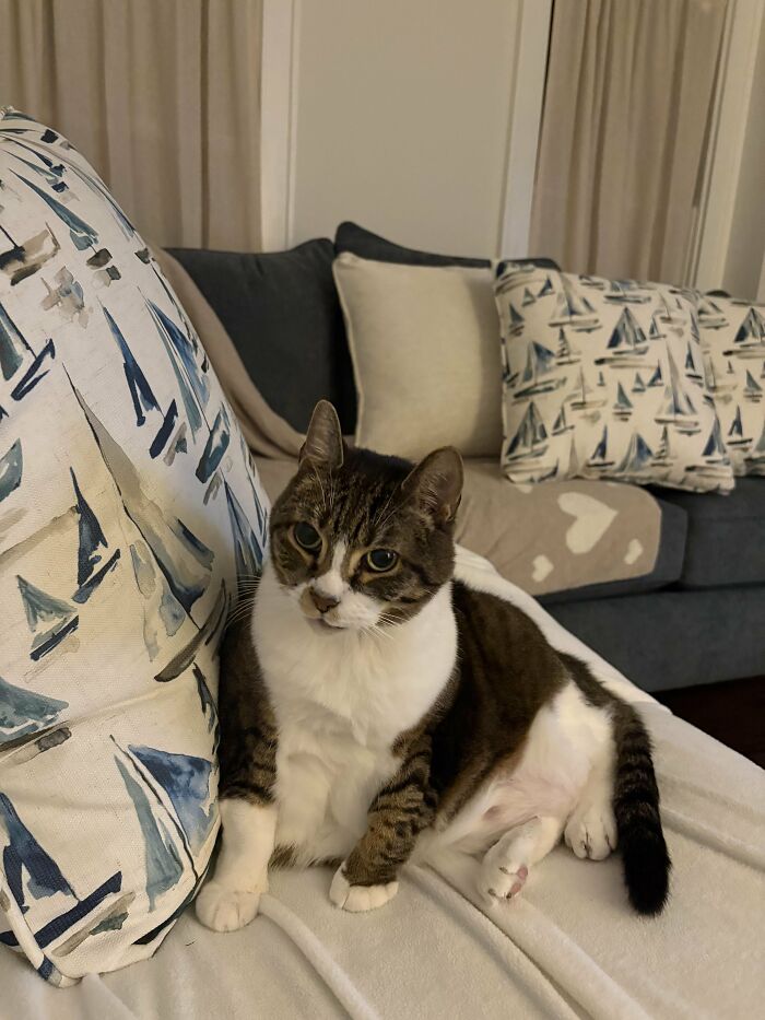 How in the World Did These Cats End Up Here? 30 Wild Stories of Cat ‘Adoptions’