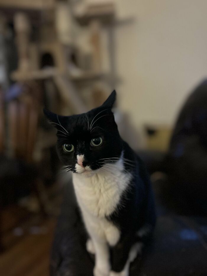 How in the World Did These Cats End Up Here? 30 Wild Stories of Cat ‘Adoptions’