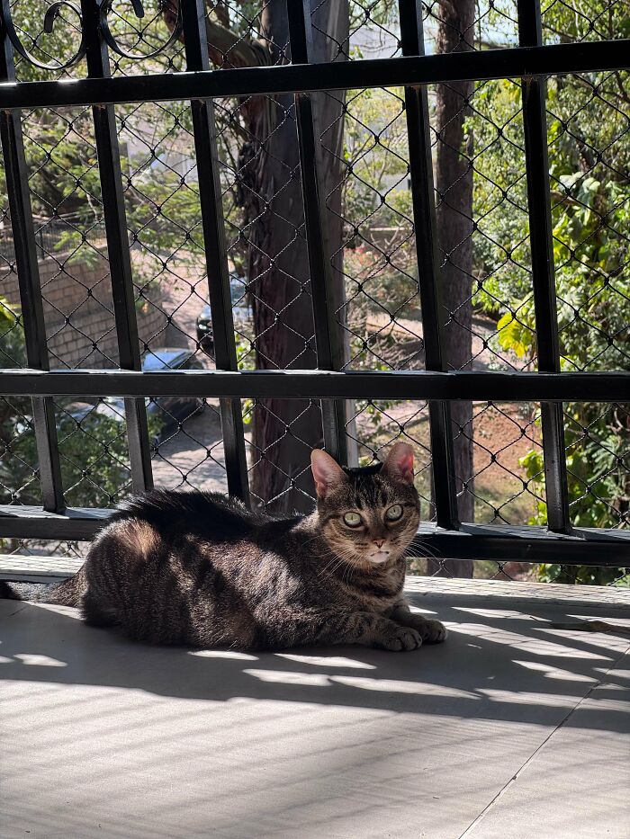 How in the World Did These Cats End Up Here? 30 Wild Stories of Cat ‘Adoptions’