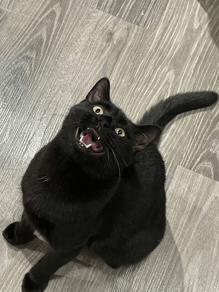 How in the World Did These Cats End Up Here? 30 Wild Stories of Cat ‘Adoptions’