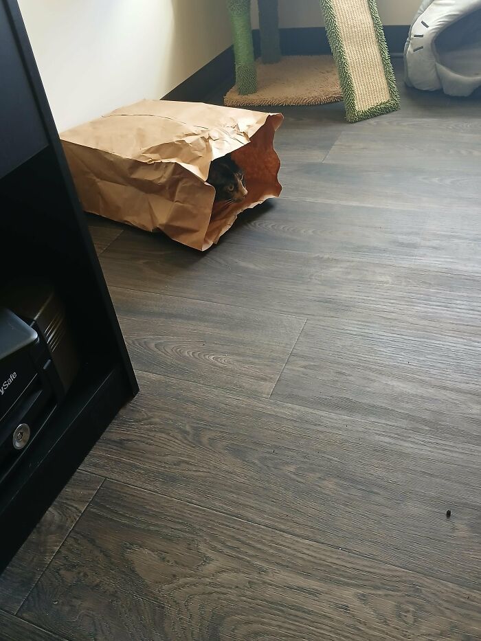 How in the World Did These Cats End Up Here? 30 Wild Stories of Cat ‘Adoptions’