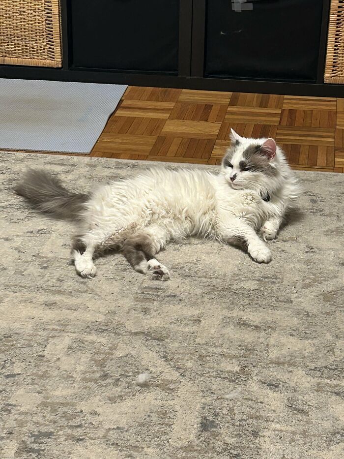 How in the World Did These Cats End Up Here? 30 Wild Stories of Cat ‘Adoptions’