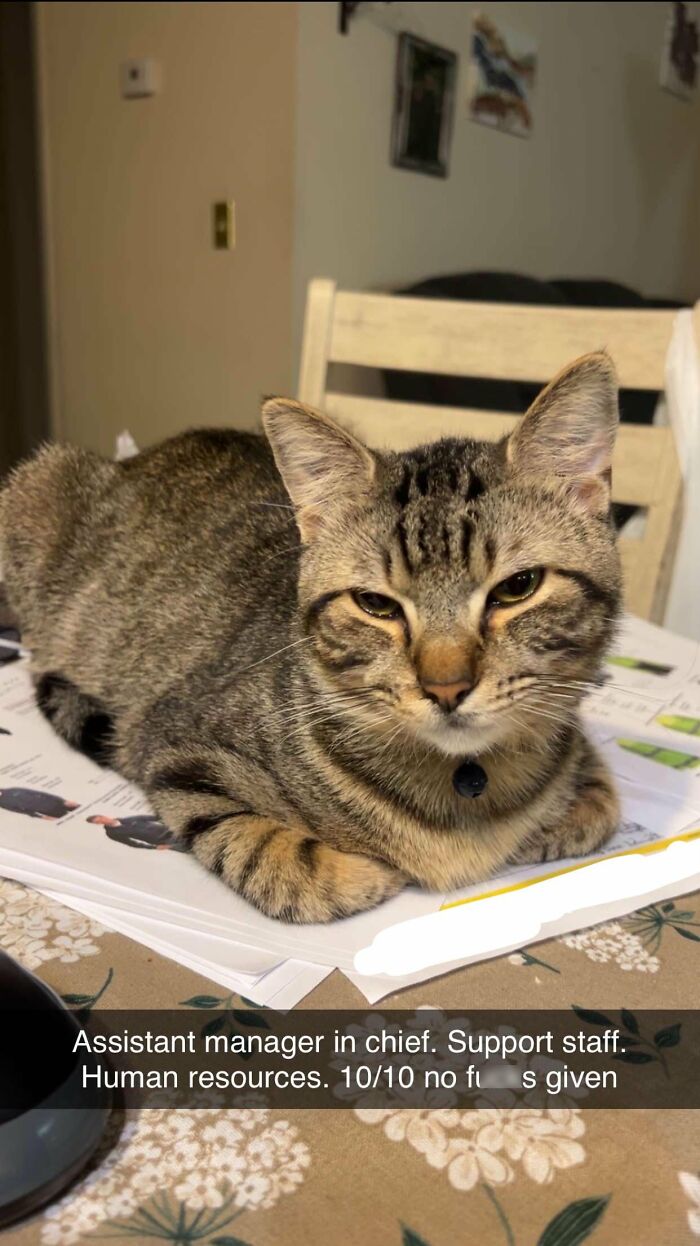 How in the World Did These Cats End Up Here? 30 Wild Stories of Cat ‘Adoptions’