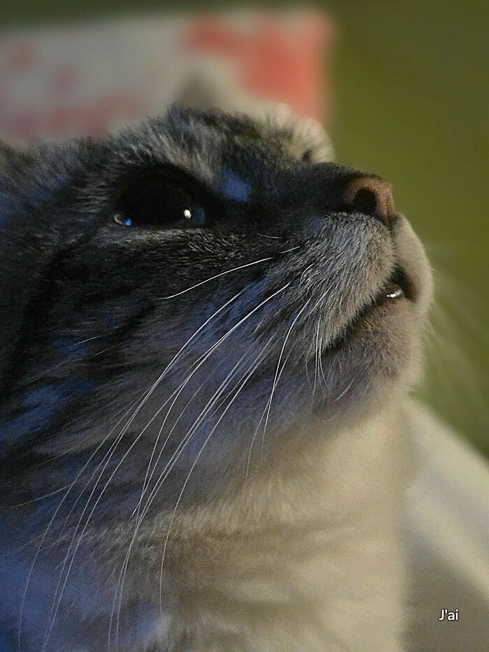 How in the World Did These Cats End Up Here? 30 Wild Stories of Cat ‘Adoptions’