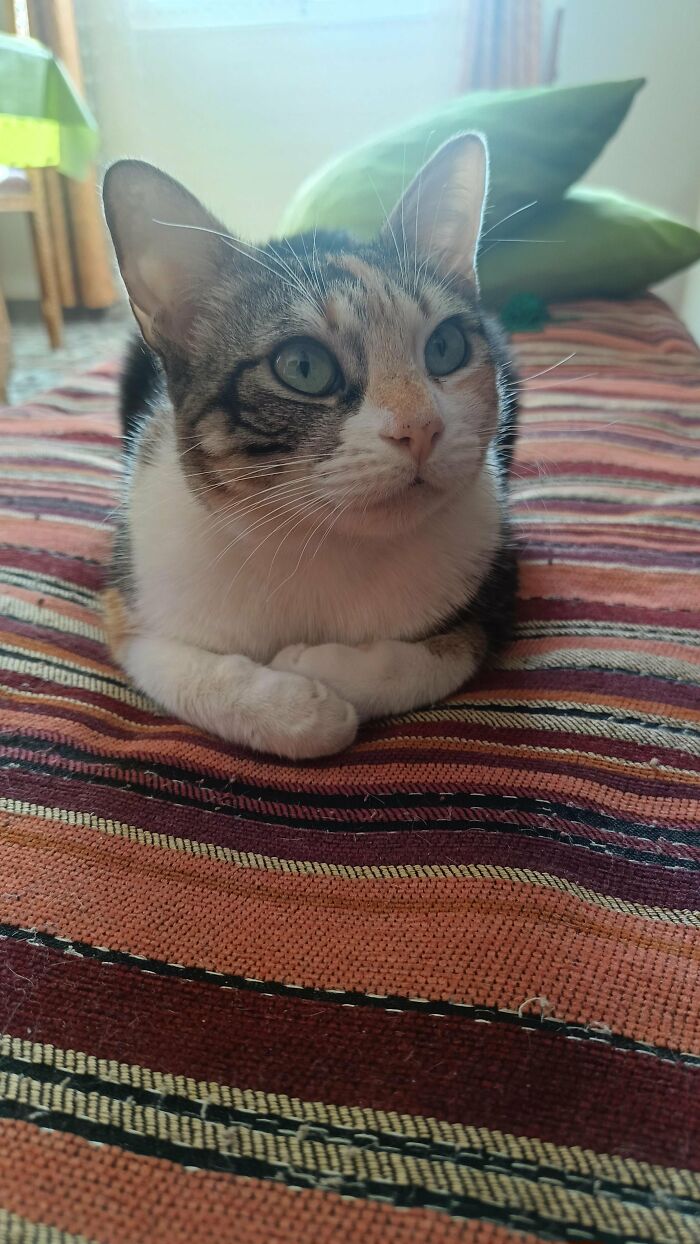 How in the World Did These Cats End Up Here? 30 Wild Stories of Cat ‘Adoptions’