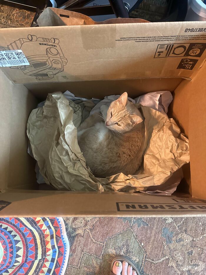 How in the World Did These Cats End Up Here? 30 Wild Stories of Cat ‘Adoptions’