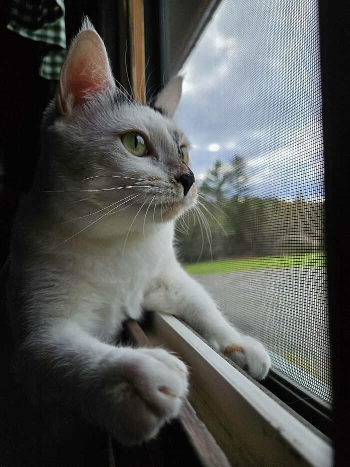 How in the World Did These Cats End Up Here? 30 Wild Stories of Cat ‘Adoptions’