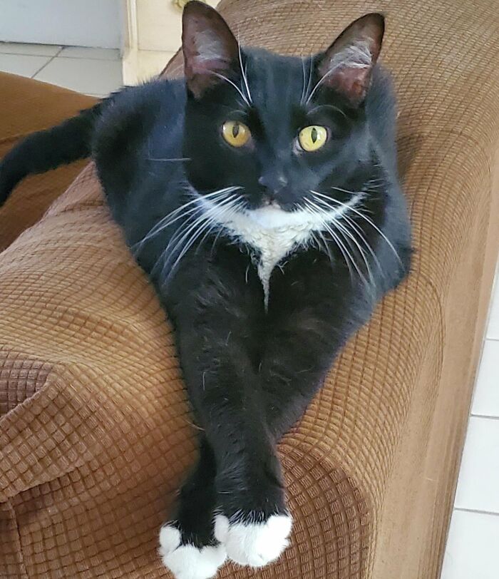 How in the World Did These Cats End Up Here? 30 Wild Stories of Cat ‘Adoptions’