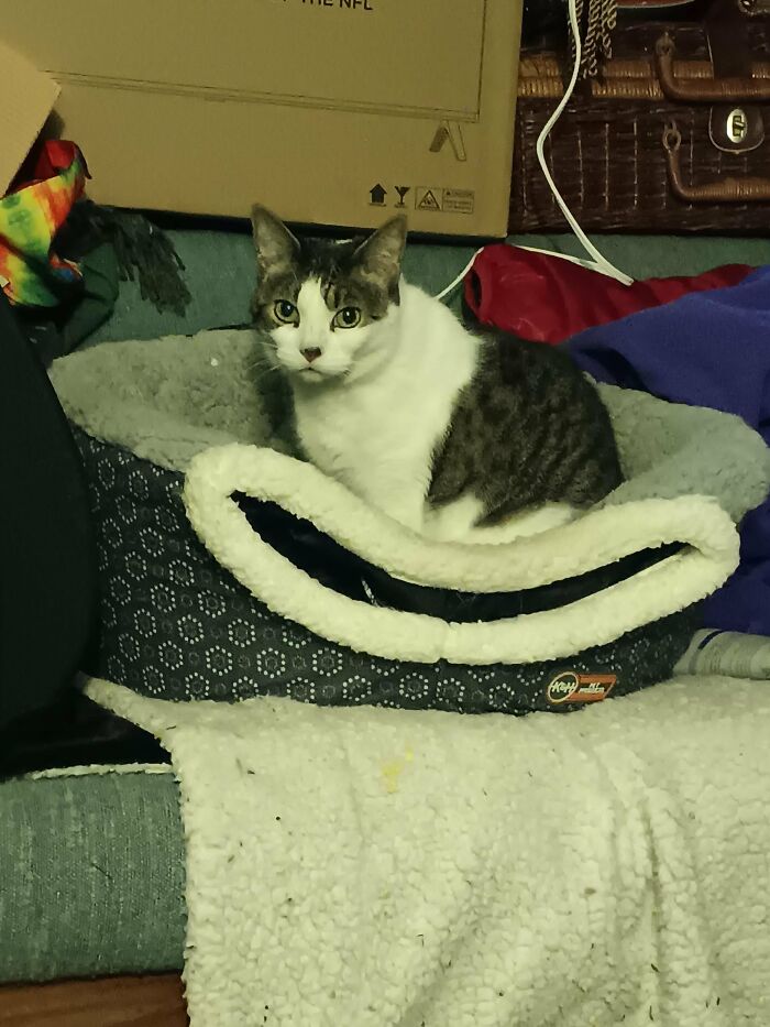 How in the World Did These Cats End Up Here? 30 Wild Stories of Cat ‘Adoptions’