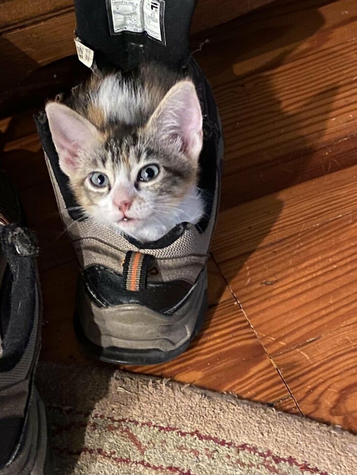 How in the World Did These Cats End Up Here? 30 Wild Stories of Cat ‘Adoptions’