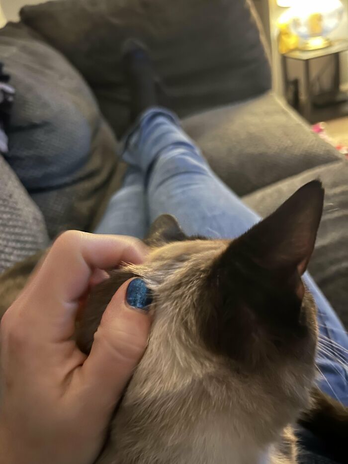 How in the World Did These Cats End Up Here? 30 Wild Stories of Cat ‘Adoptions’