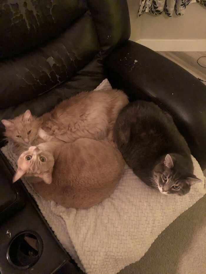 How in the World Did These Cats End Up Here? 30 Wild Stories of Cat ‘Adoptions’