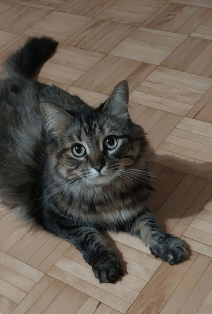 How in the World Did These Cats End Up Here? 30 Wild Stories of Cat ‘Adoptions’