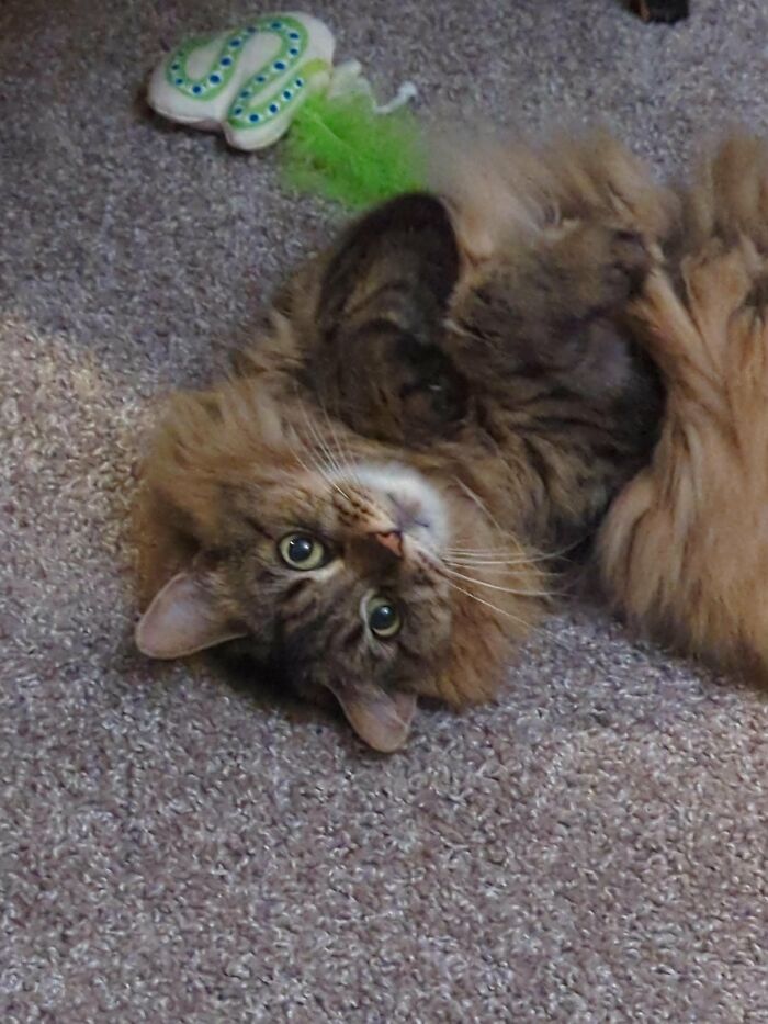 How in the World Did These Cats End Up Here? 30 Wild Stories of Cat ‘Adoptions’