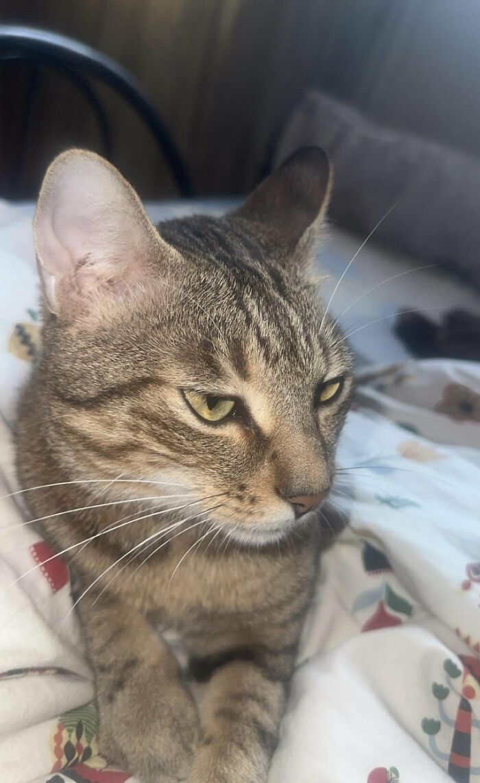 How in the World Did These Cats End Up Here? 30 Wild Stories of Cat ‘Adoptions’