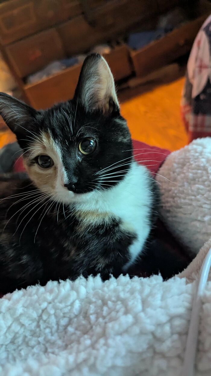 How in the World Did These Cats End Up Here? 30 Wild Stories of Cat ‘Adoptions’