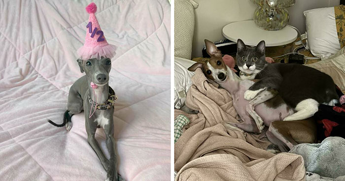 These Italian Greyhounds Are Basically Fancy Little Drama Queens