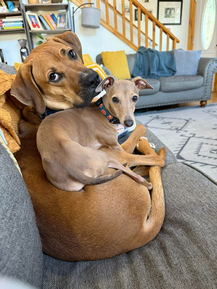 Big Dogs & Little Noodles = BFFs