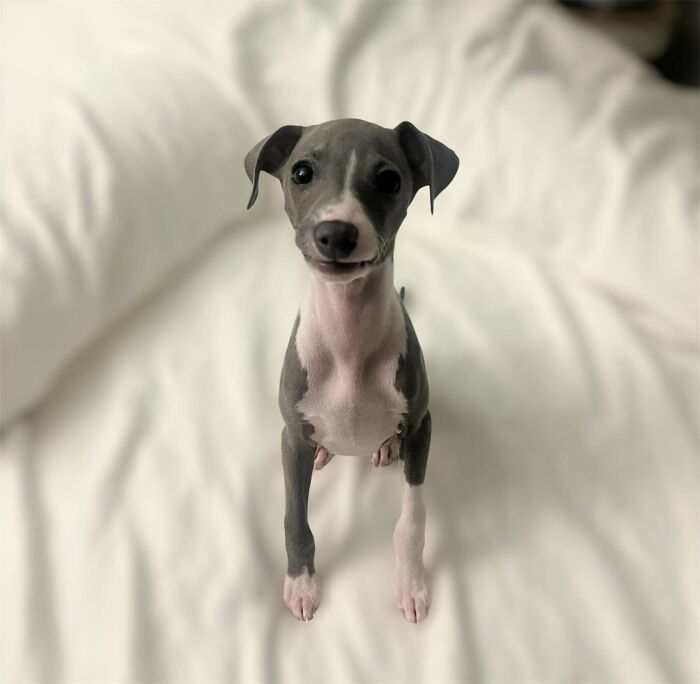 Meet Mushu, Heart Melter Extraordinaire