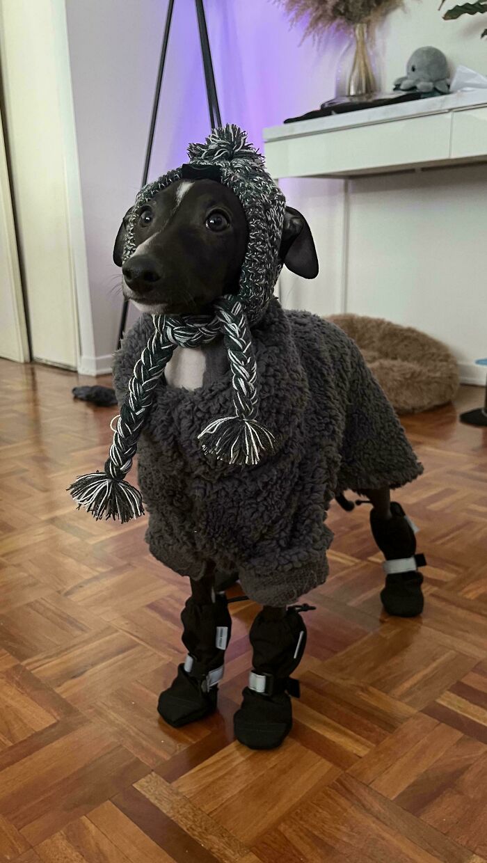 Waiting for Treats Like a Pro