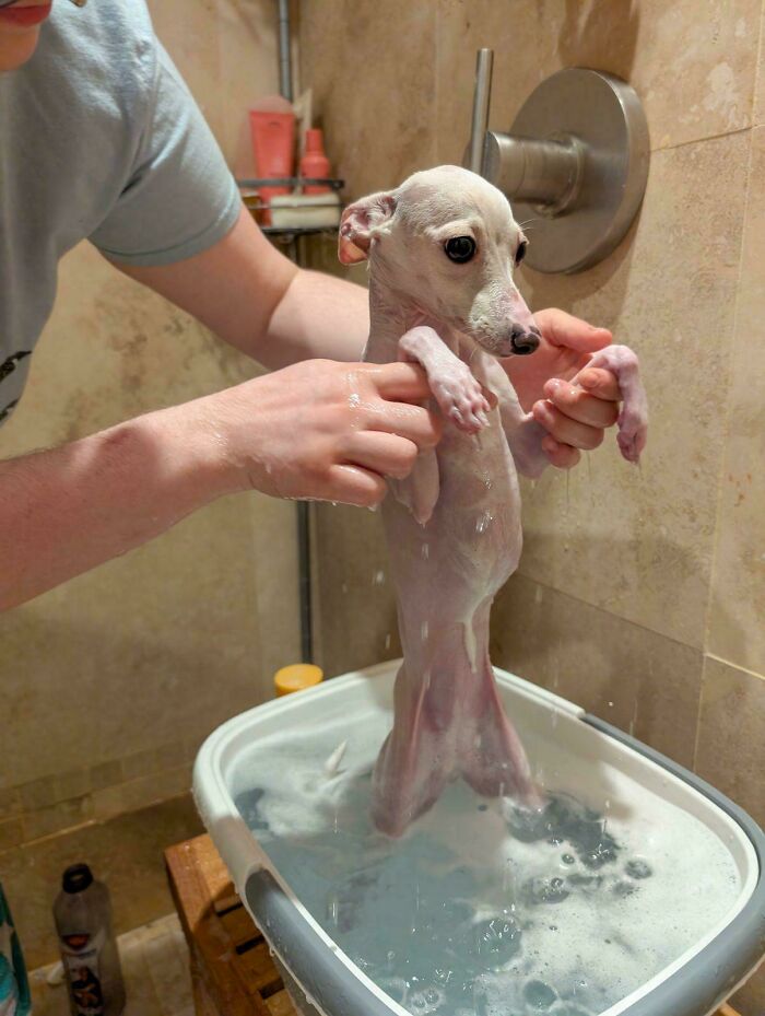 Poop Disaster = Ultimate Sadness