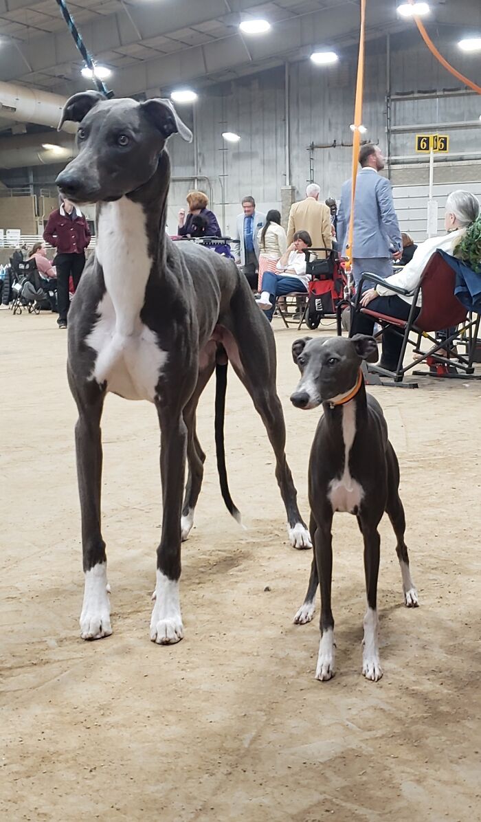 Zero Meets His Giant Twin