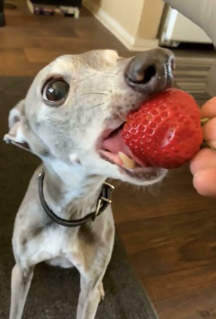 Found an Old Pic of Bud. Miss Him Much