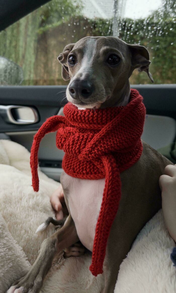 Cosmo Rocks His New Scarf