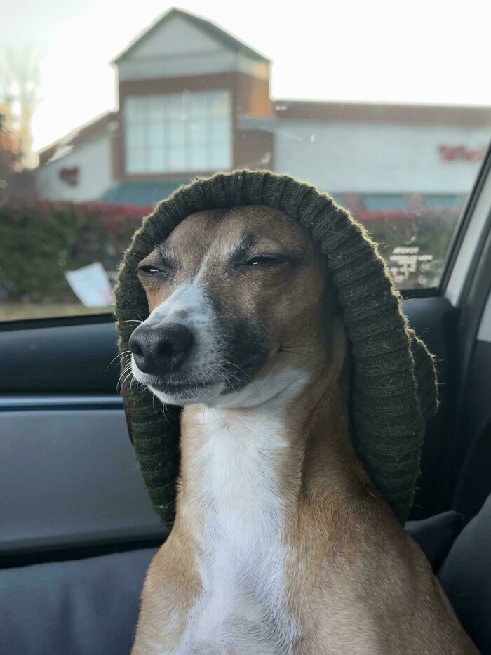 Hipster Dog in the Making