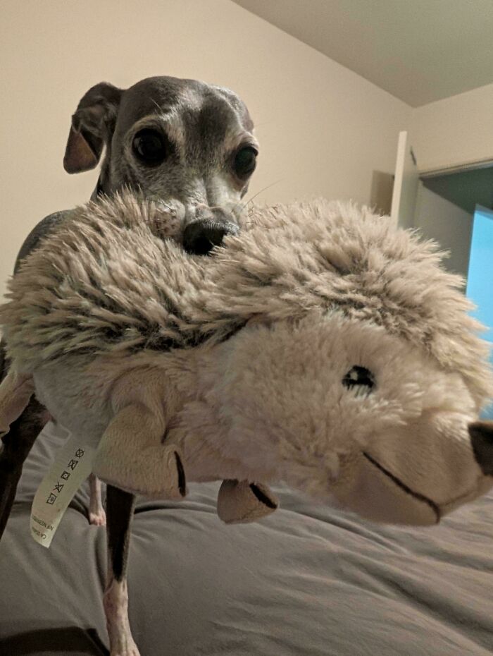 Iggies + IKEA Toys = Love