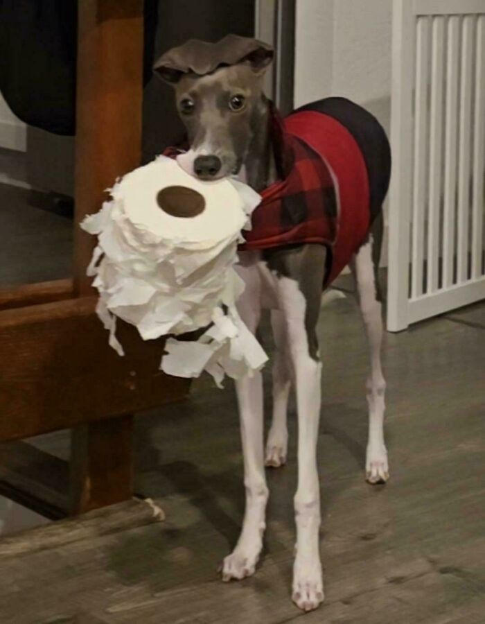 6 Month Old Rascal in Action