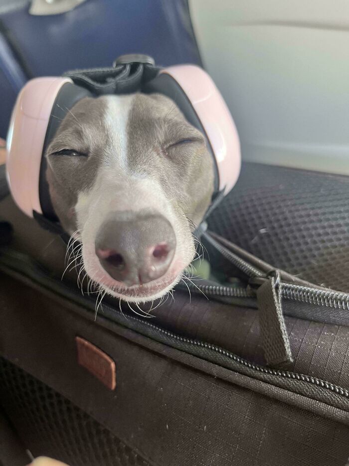 Our Noodle's Travel Prep
