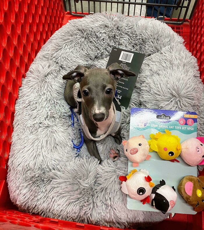 Puppy's First Adventure